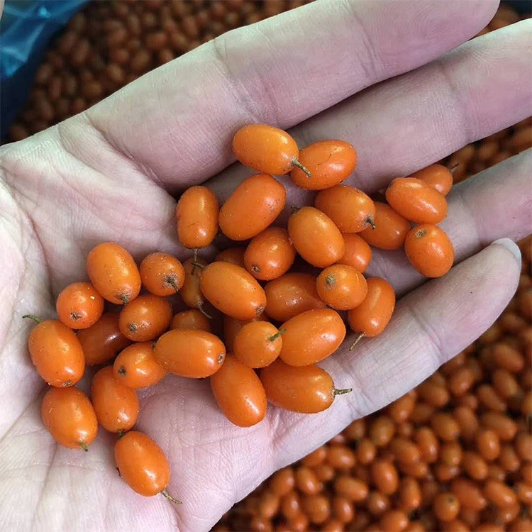 frozen sea buckthorn berries